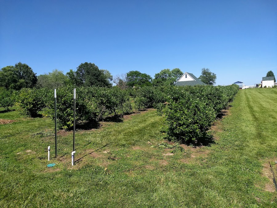 Nan's Berry Farm