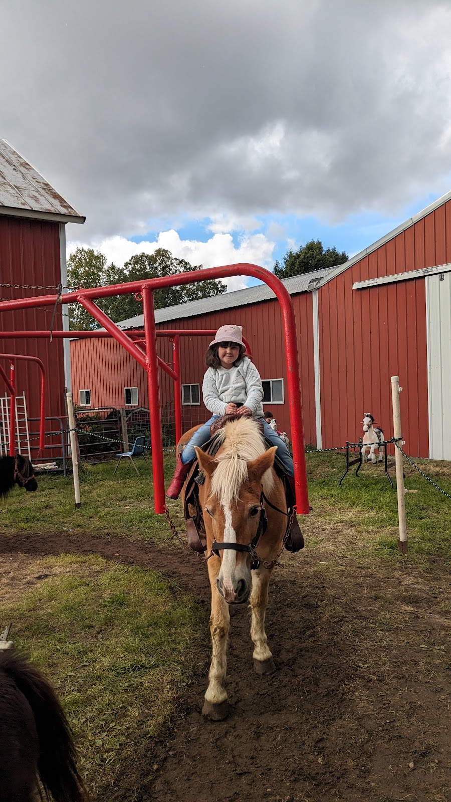 Mary's Country Critters Mobile Pony Rides and Mobile Petting Zooand petting zoo