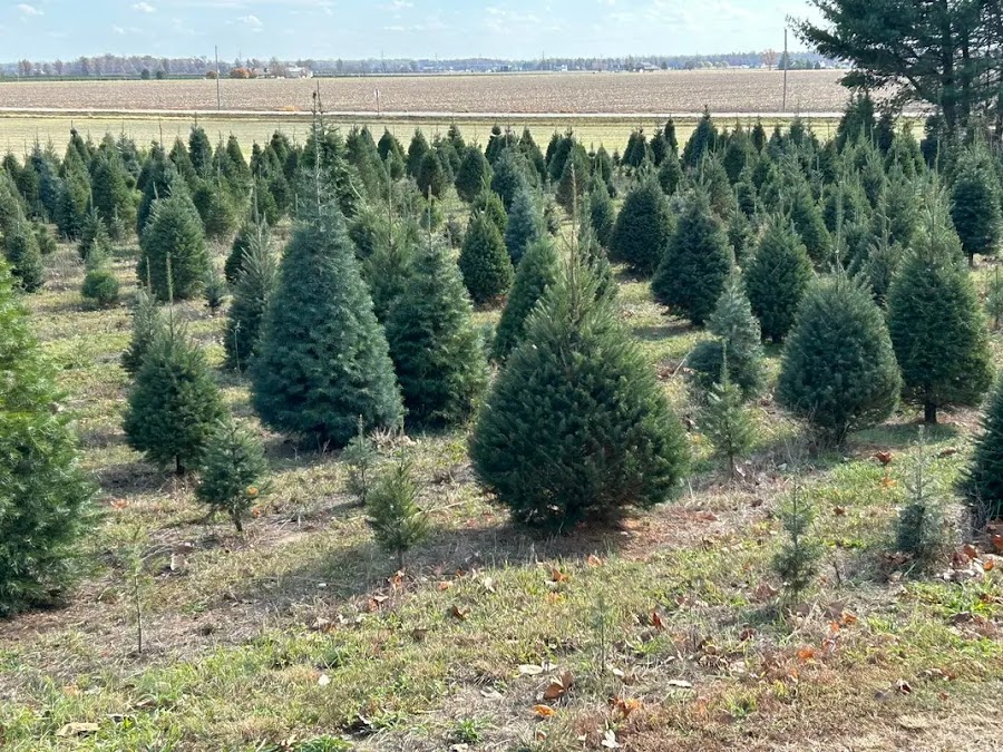 Alexander's Christmas Tree Farm