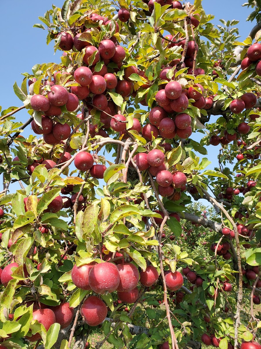 Hoen's Orchard