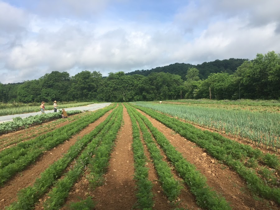 Bells Bend Farms