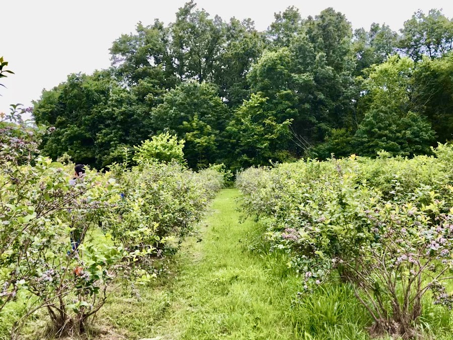 The Greenfield Berry Farm
