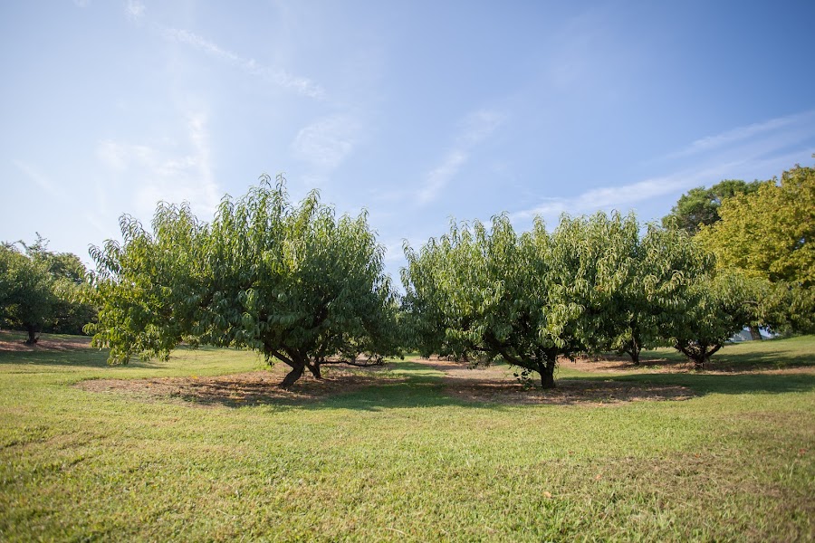 Breeden's Orchard