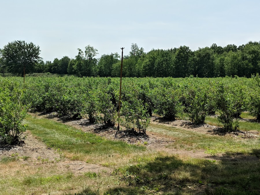 Reenders Blueberry Farms