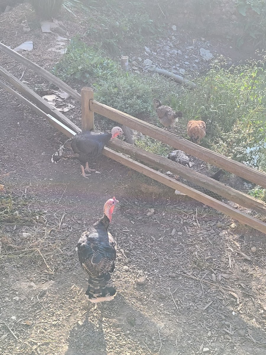 Tikkun Farm