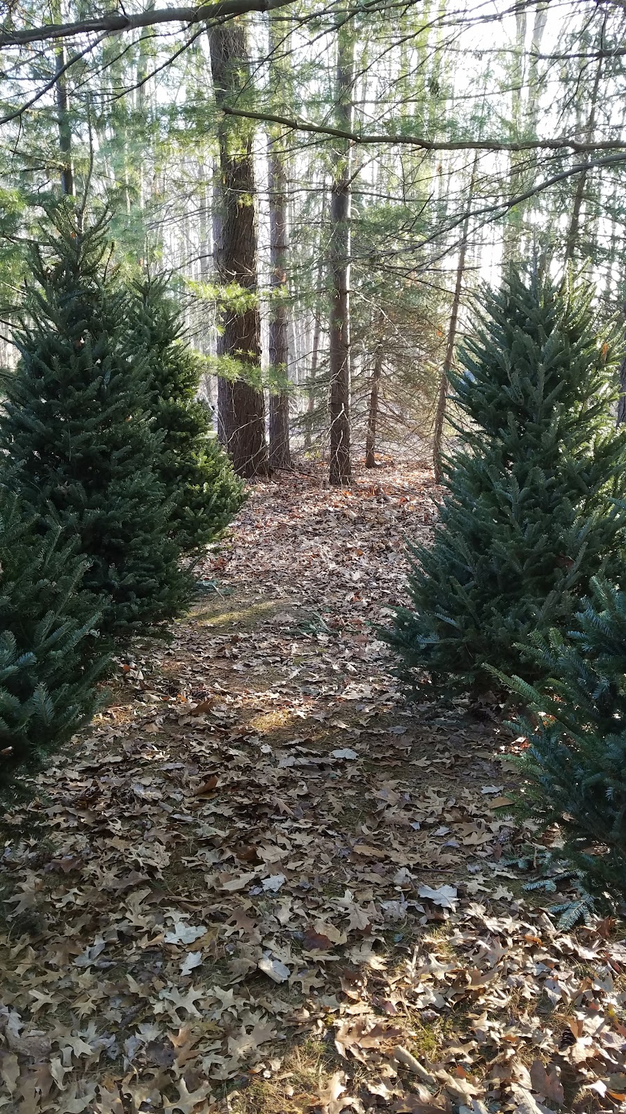 McKosky Tree Farm