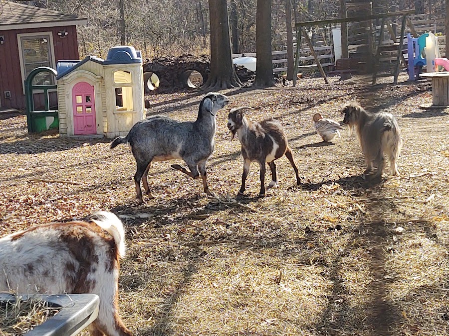 Whispering Acres Farm Animal Sanctuary
